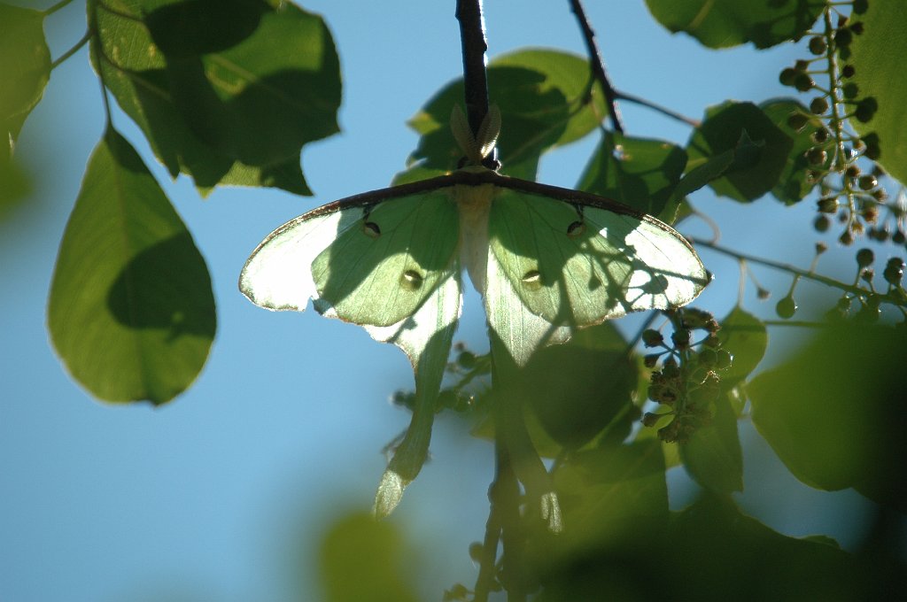 038 Moth, Luna, 2008-06100652 Overview Farm, MA.JPG - Luna Moth (Actias luna). Overlook Farm, MA, 6-10-2008